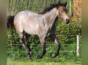 American Quarter Horse, Hengst, 1 Jahr, Buckskin