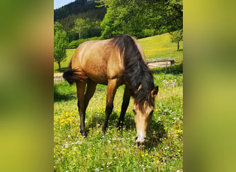 American Quarter Horse, Hengst, 1 Jahr, Buckskin