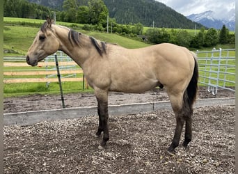 American Quarter Horse, Hengst, 1 Jahr, Buckskin