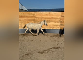 American Quarter Horse, Hengst, 1 Jahr, Cremello