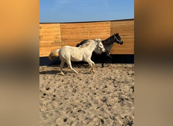 American Quarter Horse, Hengst, 1 Jahr, Cremello