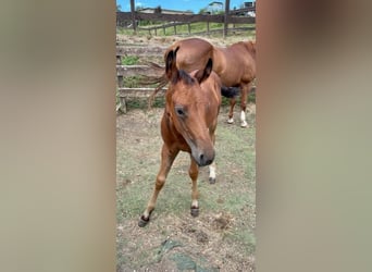 American Quarter Horse, Hengst, 1 Jahr, Dunkelbrauner