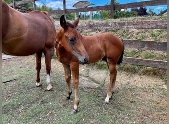 American Quarter Horse, Hengst, 1 Jahr, Dunkelbrauner