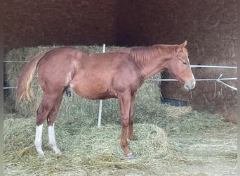 American Quarter Horse, Hengst, 1 Jahr, Dunkelfuchs