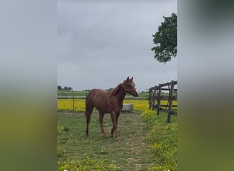 American Quarter Horse, Hengst, 1 Jahr, Dunkelfuchs