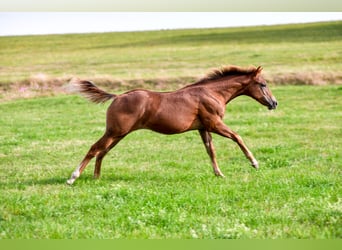 American Quarter Horse, Hengst, 1 Jahr, Dunkelfuchs