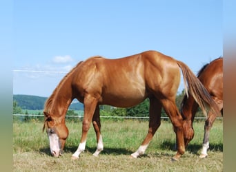 American Quarter Horse, Hengst, 1 Jahr, Fuchs