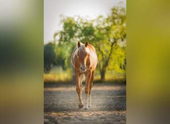 American Quarter Horse, Hengst, 1 Jahr, Fuchs