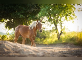 American Quarter Horse, Hengst, 1 Jahr, Fuchs