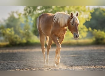 American Quarter Horse, Hengst, 1 Jahr, Fuchs
