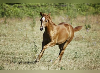 American Quarter Horse, Hengst, 1 Jahr, Fuchs