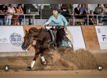 American Quarter Horse, Hengst, 1 Jahr, Fuchs