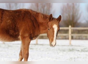 American Quarter Horse, Hengst, 1 Jahr, Fuchs