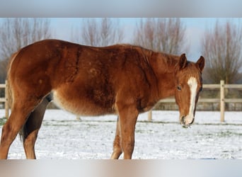 American Quarter Horse, Hengst, 1 Jahr, Fuchs