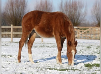 American Quarter Horse, Hengst, 1 Jahr, Fuchs