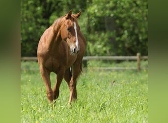 American Quarter Horse, Hengst, 1 Jahr, Fuchs