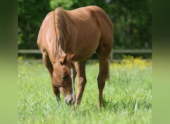 American Quarter Horse, Hengst, 1 Jahr, Fuchs