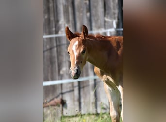 American Quarter Horse, Hengst, 1 Jahr, Fuchs