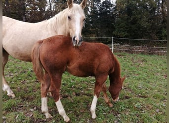 American Quarter Horse, Hengst, 1 Jahr, Fuchs