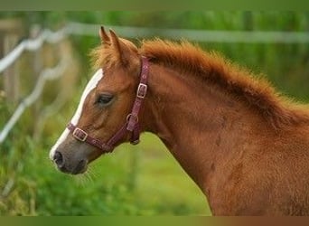 American Quarter Horse, Hengst, 1 Jahr, Fuchs