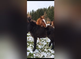 American Quarter Horse, Hengst, 1 Jahr, Fuchs