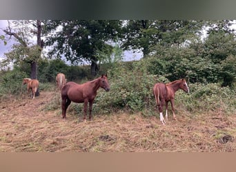 American Quarter Horse, Hengst, 1 Jahr, Fuchs