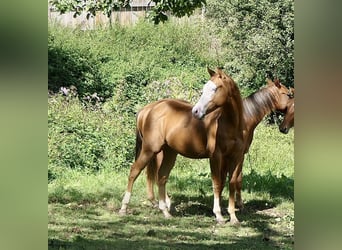 American Quarter Horse, Hengst, 1 Jahr, Fuchs