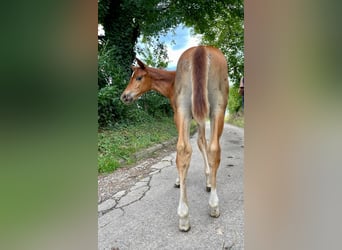 American Quarter Horse, Hengst, 1 Jahr, Fuchs