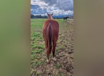 American Quarter Horse, Hengst, 1 Jahr, Fuchs