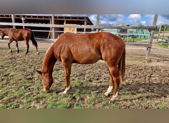 American Quarter Horse, Hengst, 1 Jahr, Fuchs