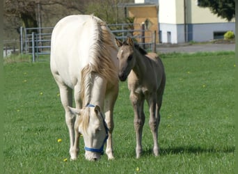 American Quarter Horse, Hengst, 1 Jahr, Grullo