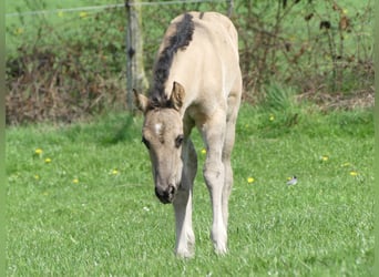 American Quarter Horse, Hengst, 1 Jahr, Grullo