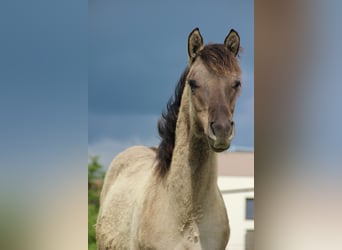 American Quarter Horse, Hengst, 1 Jahr, Grullo