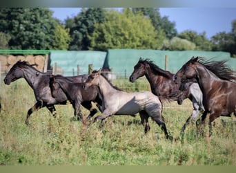 American Quarter Horse, Hengst, 1 Jahr, Grullo