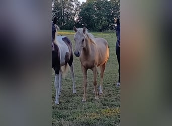 American Quarter Horse Mix, Hengst, 1 Jahr, Palomino