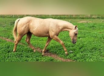 American Quarter Horse, Hengst, 1 Jahr, Palomino