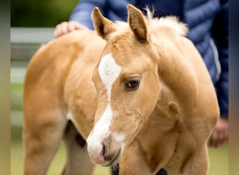 American Quarter Horse, Hengst, 1 Jahr, Palomino