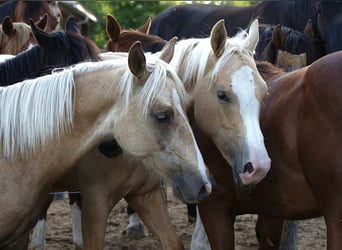 American Quarter Horse, Hengst, 1 Jahr, Palomino