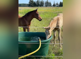 American Quarter Horse, Hengst, 1 Jahr, Palomino