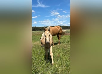 American Quarter Horse, Hengst, 1 Jahr, Palomino