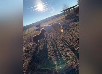 American Quarter Horse, Hengst, 1 Jahr, Palomino