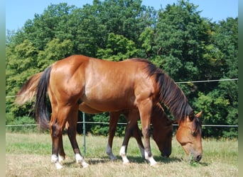 American Quarter Horse, Hengst, 1 Jahr, Rabicano