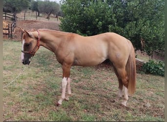 American Quarter Horse, Hengst, 1 Jahr, Red Dun