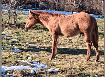 American Quarter Horse, Hengst, 1 Jahr, Red Dun