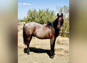 American Quarter Horse, Hengst, 1 Jahr, Roan-Bay