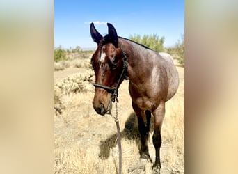 American Quarter Horse, Hengst, 1 Jahr, Roan-Bay