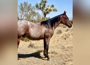 American Quarter Horse, Hengst, 1 Jahr, Roan-Bay
