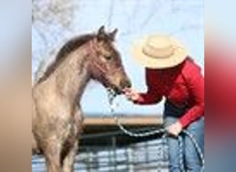 American Quarter Horse, Hengst, 1 Jahr, Roan-Blue