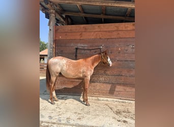 American Quarter Horse, Hengst, 1 Jahr, Roan-Red