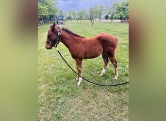 American Quarter Horse, Hengst, 1 Jahr, Rotbrauner